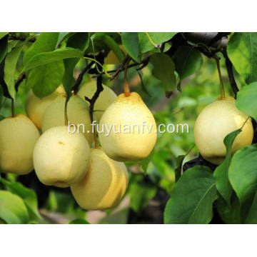 2018 নতুন ফসল থেকে Ya PEAR